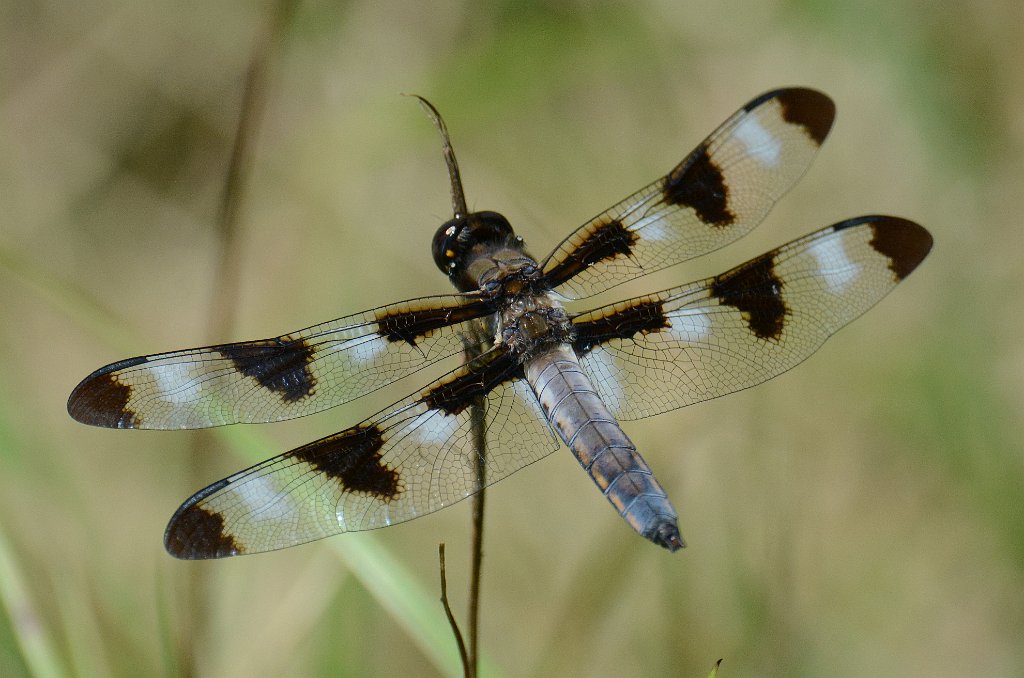 108 2013-07305082 Wachusett Mountain State Reservation, MA.JPG - Twelve-spotted Skimmer (Libellula pulchella). Wachusett Mountain State Reservation, Princeton, MA, 7-30-2013